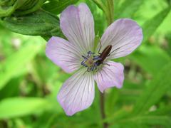 Chrysanthia geniculata viatica