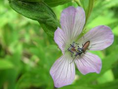 Chrysanthia geniculata viatica