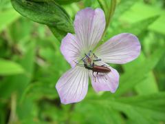 Chrysanthia geniculata viatica