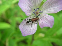 Chrysanthia geniculata viatica