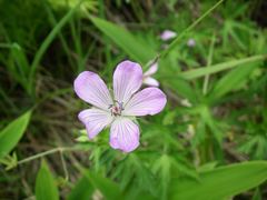 Geranium yesoense nipponicum