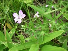 Geranium yesoense nipponicum