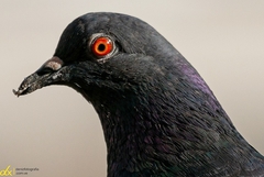 Columba livia domestica