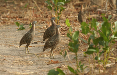 Pternistis bicalcaratus