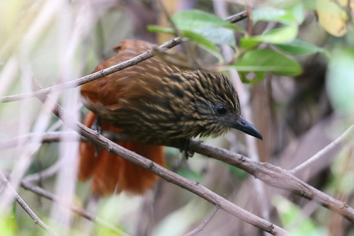 Rufous-backed Treehunter