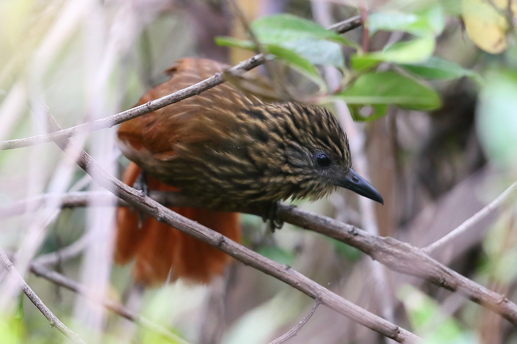 Rufous-backed Treehunter illustration