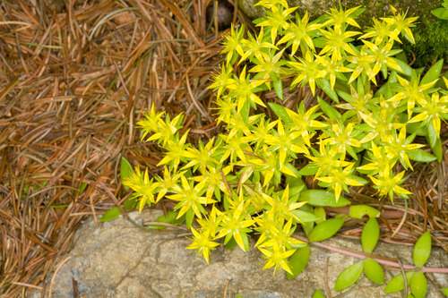 Sedum sarmentosum