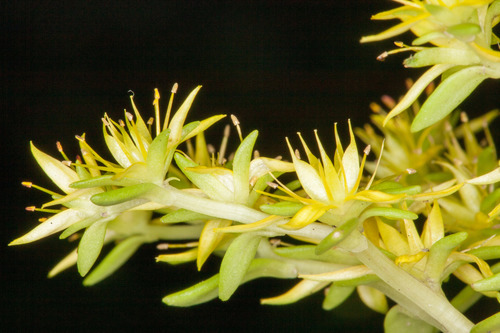 Sedum sarmentosum