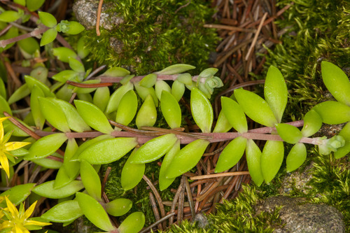 Sedum sarmentosum