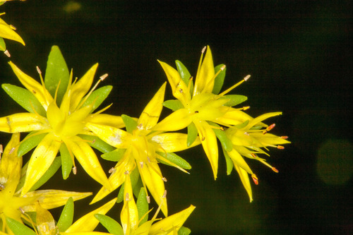 Sedum sarmentosum