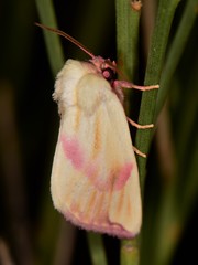 Thurberiphaga diffusa