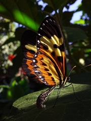 Mechanitis polymnia casabranca