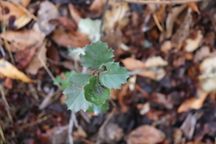 Quercus × ganderi
