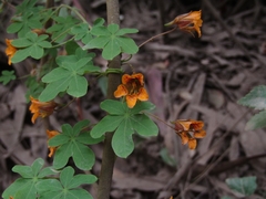 Tropaeolum ciliatum