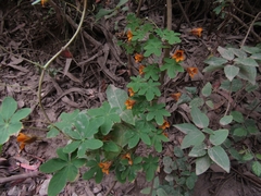 Tropaeolum ciliatum