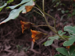 Tropaeolum ciliatum