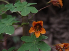 Tropaeolum ciliatum