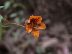 Tropaeolum ciliatum