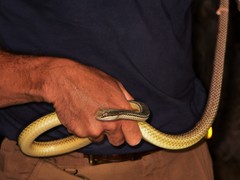 Masticophis bilineatus