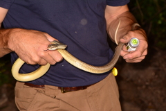 Masticophis bilineatus