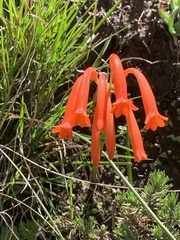 Cyrtanthus epiphyticus