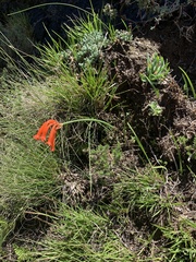 Cyrtanthus epiphyticus