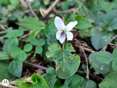 Viola jalapaensis