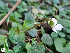 Viola jalapaensis