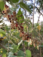 Rhynchosia precatoria