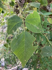 Rhynchosia precatoria