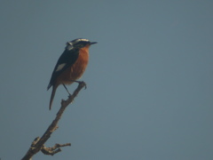 Phoenicurus moussieri