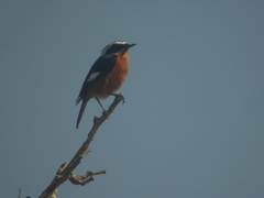 Phoenicurus moussieri