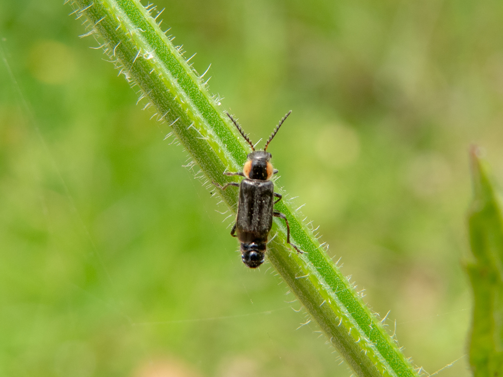 Lemphus
