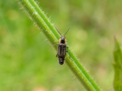 Lemphus