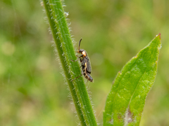 Lemphus