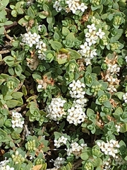 Pimelea prostrata