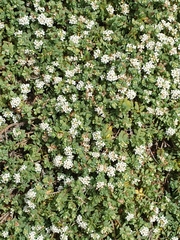 Pimelea prostrata
