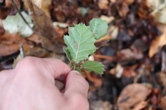 Quercus × ganderi