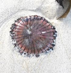 Chrysaora agulhensis