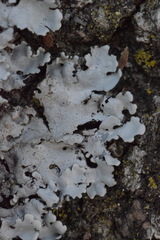 Parmelina