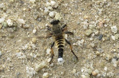 Promachus yesonicus