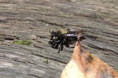 Laphria divisor