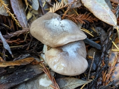 Entoloma subsaundersii