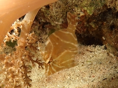 Acreichthys radiatus