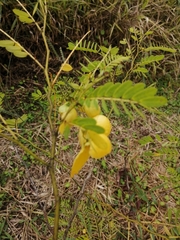 Senna pallida