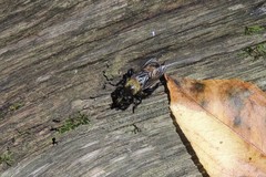 Laphria divisor