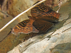 Junonia chorimene