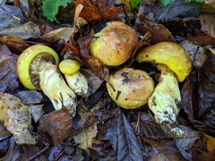 Suillus ponderosus