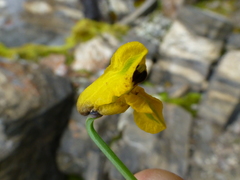 Corydalis meifolia