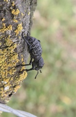 Aegorhinus superciliosus